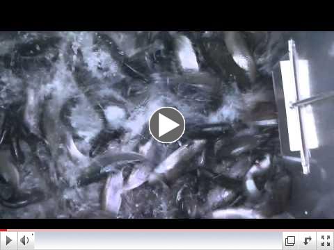 11/20/14 STOCKING TASTY PINK MEAT SIERRA BOWS & SUPER TROUT !!