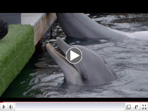 Dispatches from the Gulf 2-Sizzle Reel