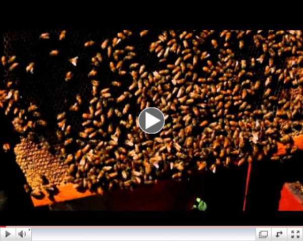 A Gary Shilling Beekeeper