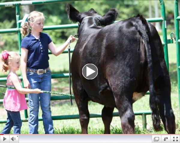                        Simmental Field Day Video