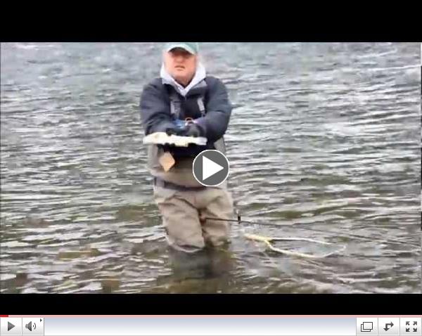 January Brown Trout Release on Pine Creek's Schoolhouse Riffle.