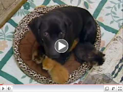 Burlington, Iowa Dog Raises Kittens