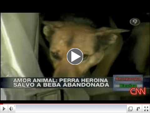 Dog saves newborn BABY amazing animal!!