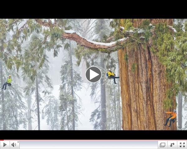 Magnificent Giant Tree: Sequoia in a Snowstorm