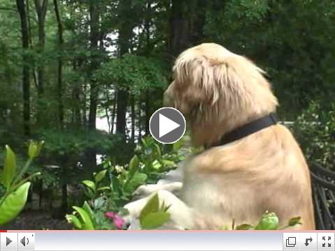 Meet Rex, our Adopt A Golden Atlanta June Orphan of the Month