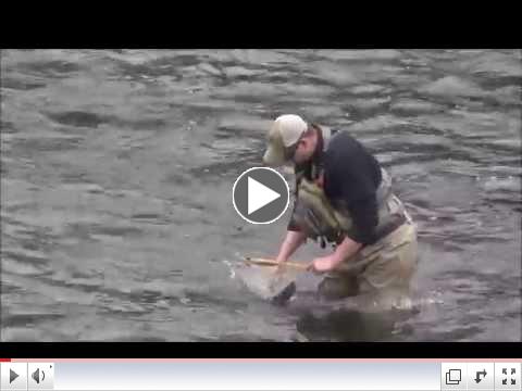 Cody Carmella fighting a brown trout below Slate Run Bridge 4 25