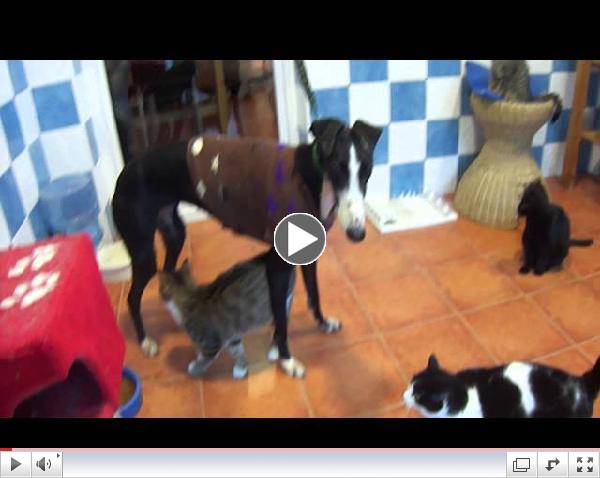 INDIA CUENCA CON GATOS