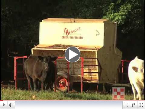 Creep Feeding Calves