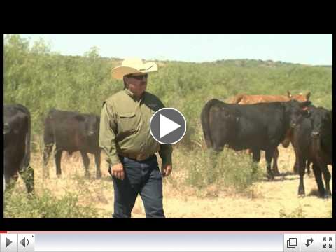 National Cattlemen's Beef Association, Dow AgroSciences Recognize Matador Ranch
