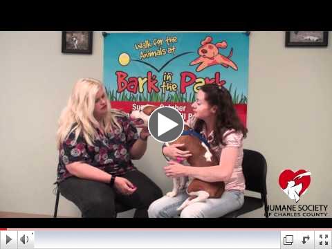 Charles County Maryland Humane Society Animal Adoption Video for June 2011
