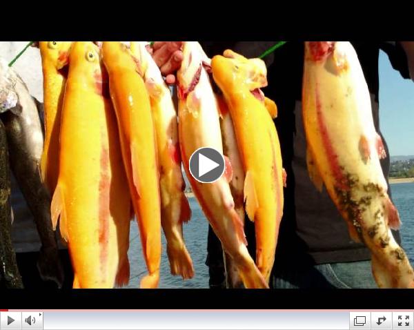 2-22-13 SARL Lightning Trout, Sierras and SUUPPERS!!!