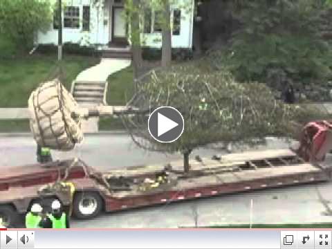 Check out this video of Landscape Renovations crews planting a 35' tree near Lake of the Isle in Minneapolis last summer.