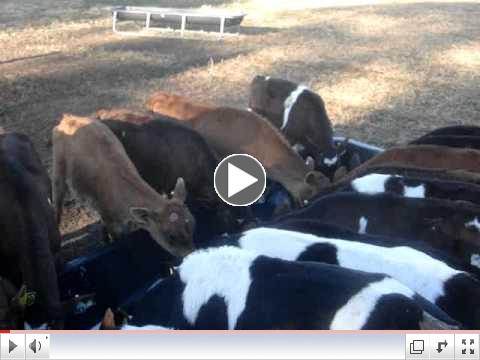 CEFS_Calf_Feeding_Video.MPG