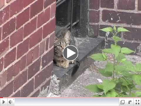 What is a Feral Cat?