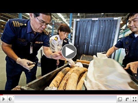 Stop Wildlife Crime: The Series - It's Dead Serious (Video 1) | WWF