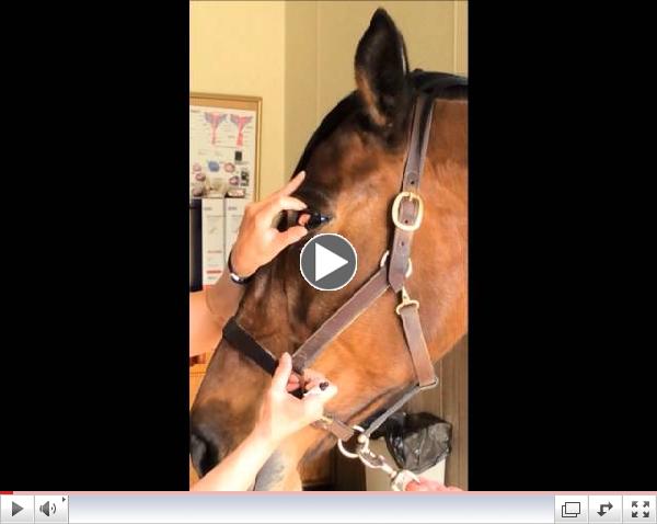 Genesee Valley Equine Clinic's How To: Medicate A Horses Eye