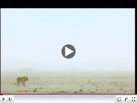 Roar of the Kalahari