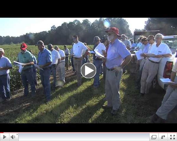 Georgia Cotton And Peanut Crops Focus Of Farm Field Day