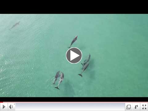 Dolphin Fun in Rocky Point