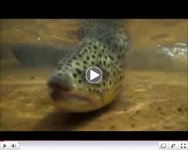German Brown Trout Above and Under Water