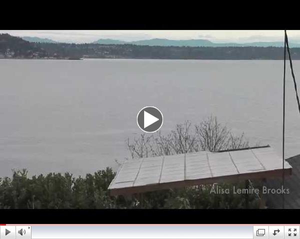 Bigg's (Transient) killer whales-Puget Sound Feb 8, 2015 (HD)