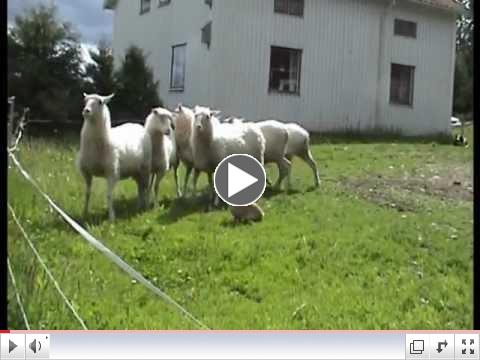 Bunny thinks he's a sheep dog