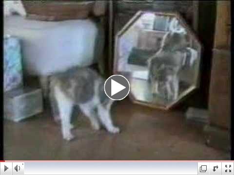 Cats behaving badly