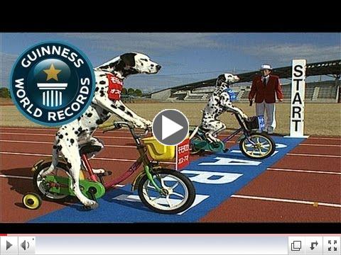 Dogs on tricycles - Guinness World Records Classics