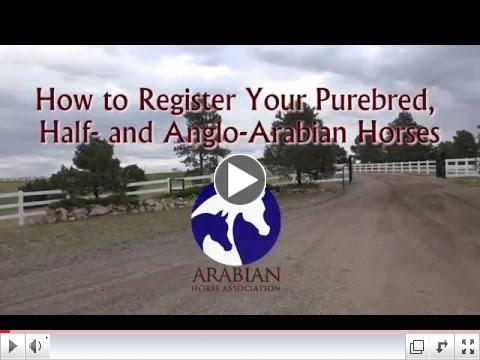 How to Register Your Purebred, Half- and Anglo-Arabian Horses