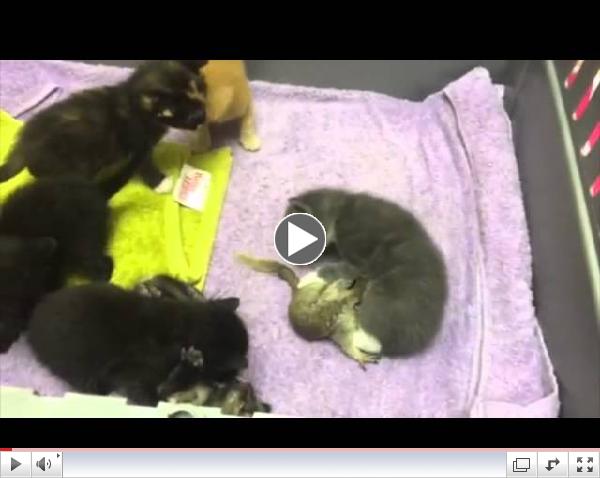 Mama cat nurses baby squirrel