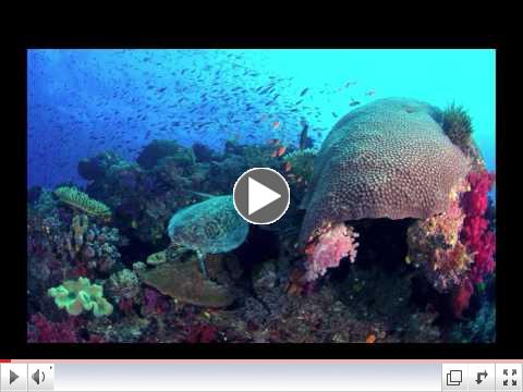 Tomorrow Night's Special Guest