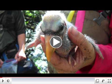 FAU's Avian Ecology Lab - PhD Student Betsy Evans