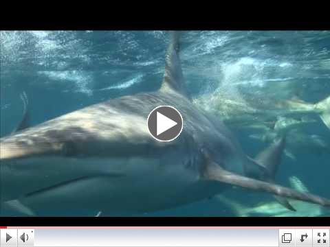 Tiger Shark Dive in South Africa