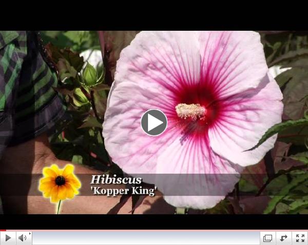 Prairie Yard & Garden: Growing Hibiscus