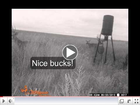 Amazing Whitetail bucks on Scouting Cameras!