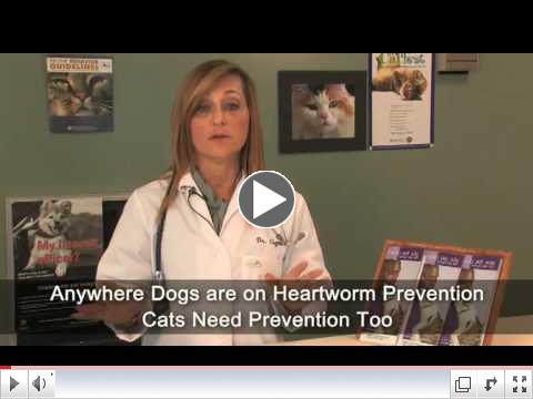 Cat Parasite Prevention