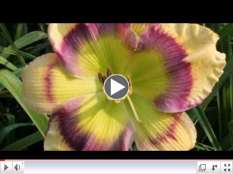 AHS The American Daylily Society Promo Video