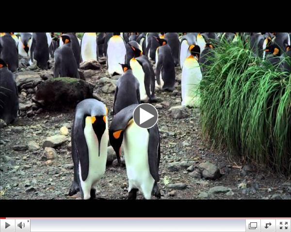 THE PENGUIN KING 3D TRAILER - In Cinemas From 24th October