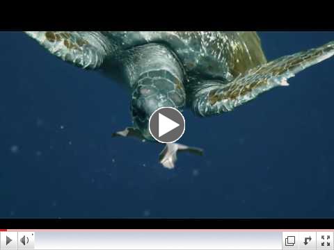 Edible 6-pack Rings That Save Turtles & Sea Life