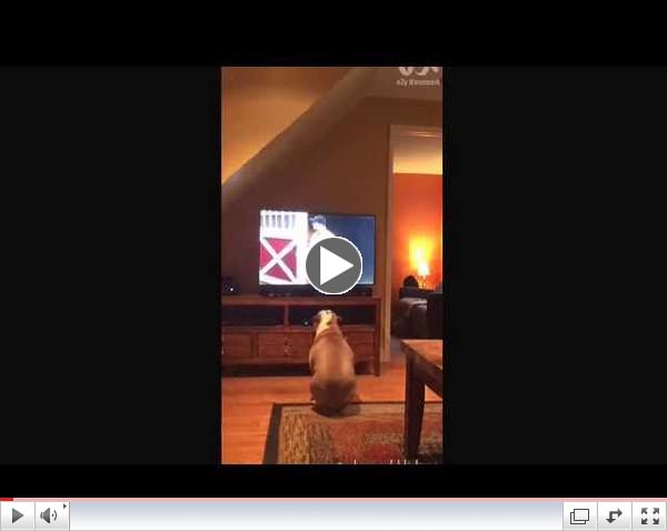 Dog LOVES Budweiser 2015 Super Bowl commercial