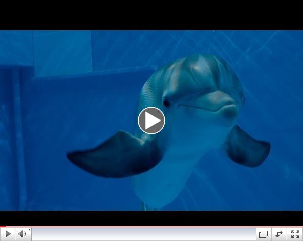 Dolphin Tale 2 - Official Main Trailer [HD]