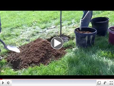 Pennsylvania Pride - Fall Tree Planting