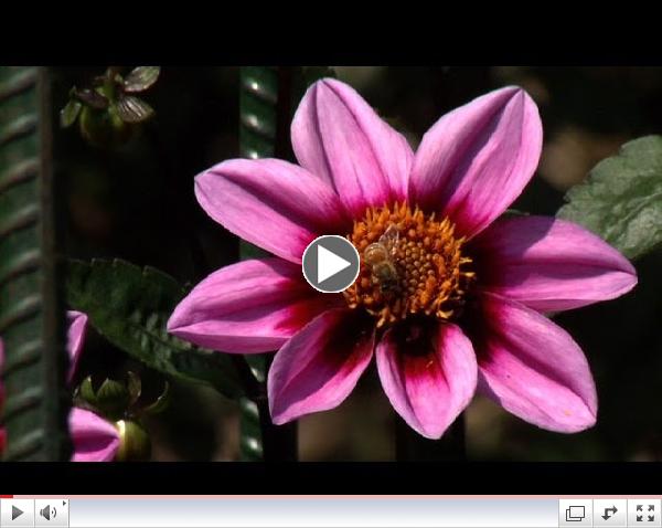 Prairie Yard & Garden: Colorful Fall Flowers