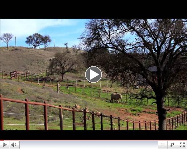 African Elephants: PAWS Open House