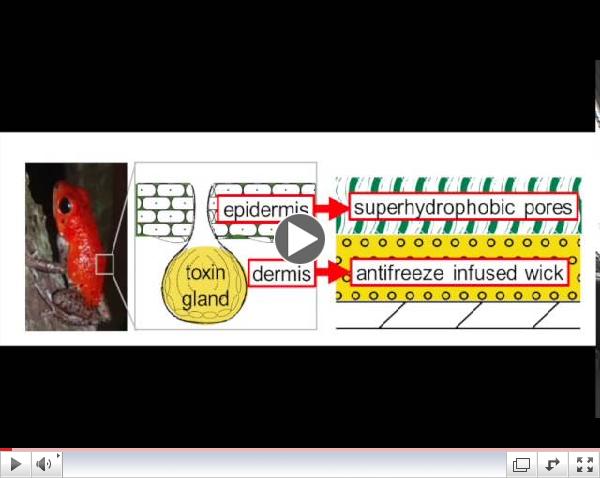 Comparison of freezing rain dynamics on bioinspired anti-icing coatings