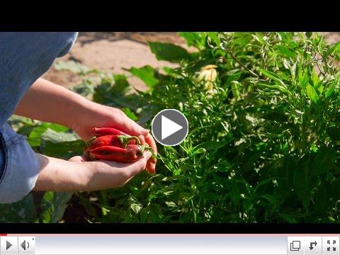 Anthropology in Action: UA Partners With Food Bank's Community Farm