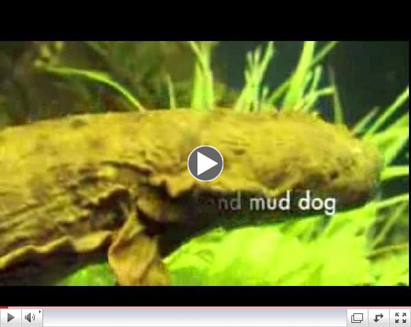 Meet a Hellbender