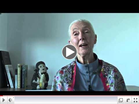 Dr Goodall's Message for the 2015 United Nations International Day of Peace