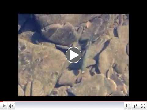 Video of one trout in Pine Creek below Slate Run....