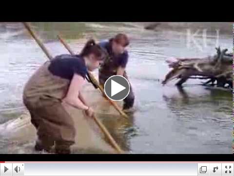 KU undergraduate studies role of minnows in aquatic food chain